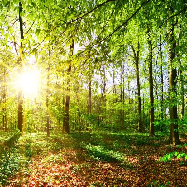 Outdoor Escape Game im Grünen